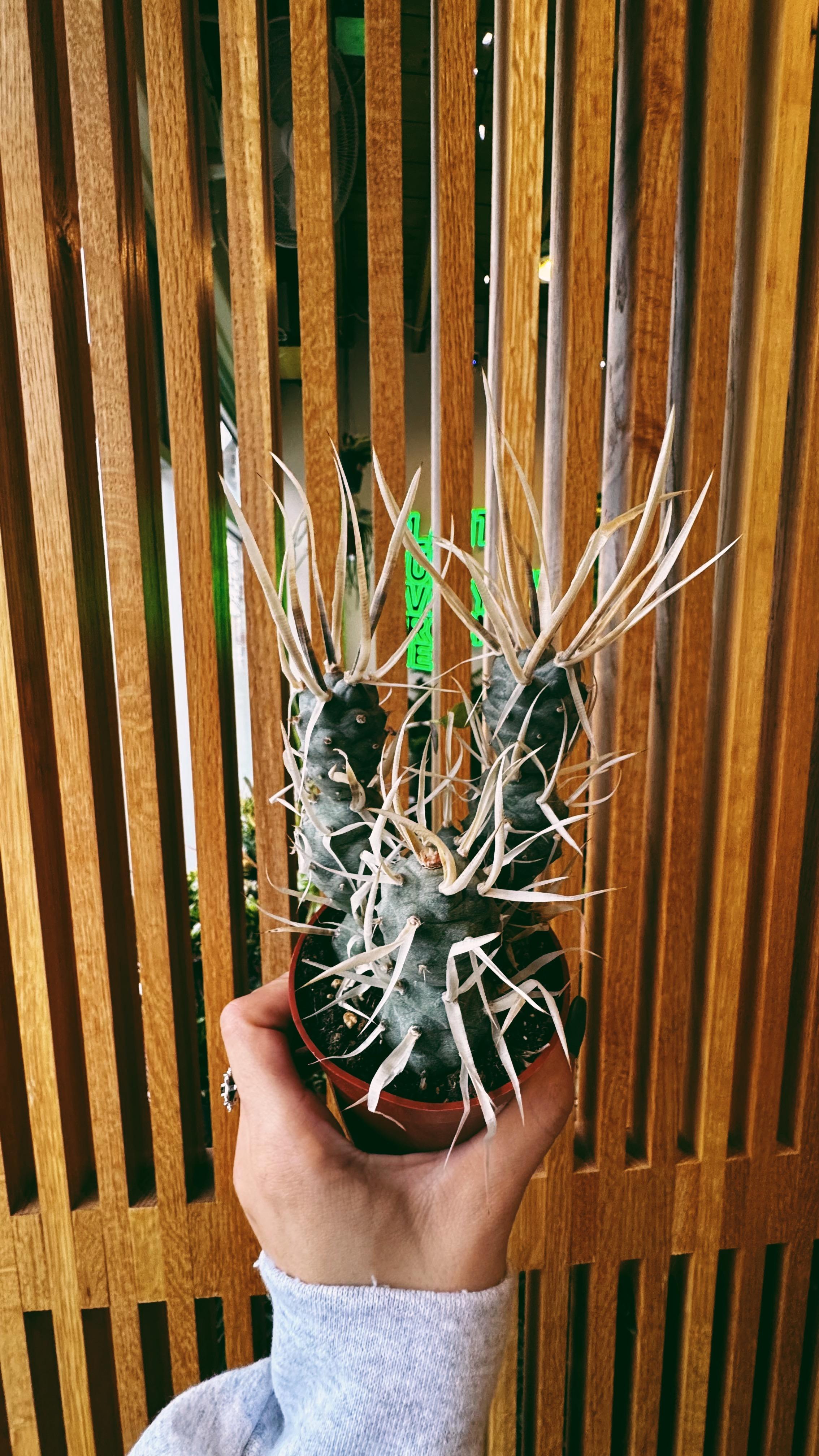 Denver Plant Club Image