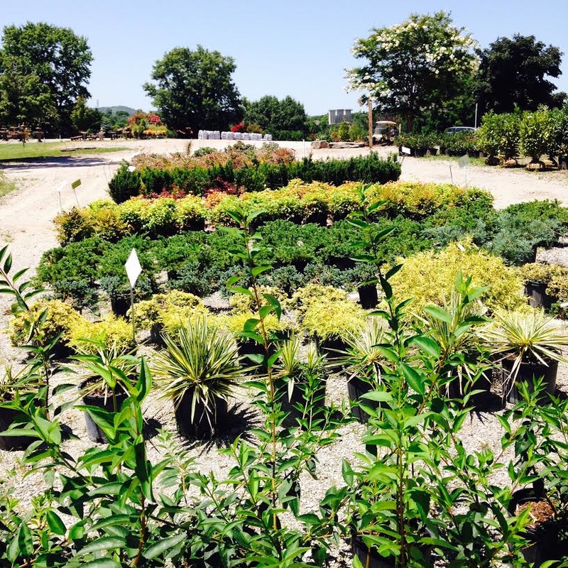Tennessee Nursery And Landscape Supply 4114 Murfreesboro Rd Tennessee Nursery And Landscape Supply 4114 Murfreesboro Rd Franklin Tn Nurseries Mapquest