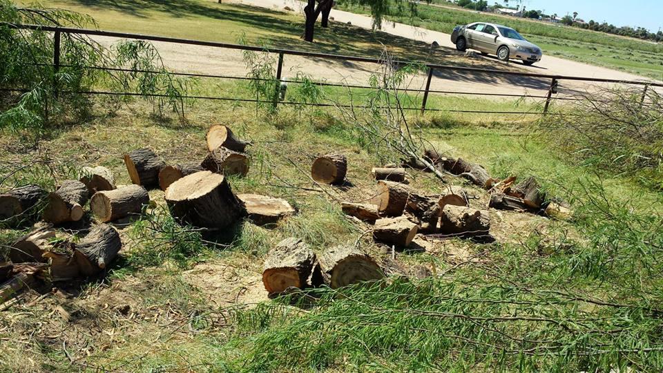 Pendleton Tree Service Yuma, AZ Business Profile