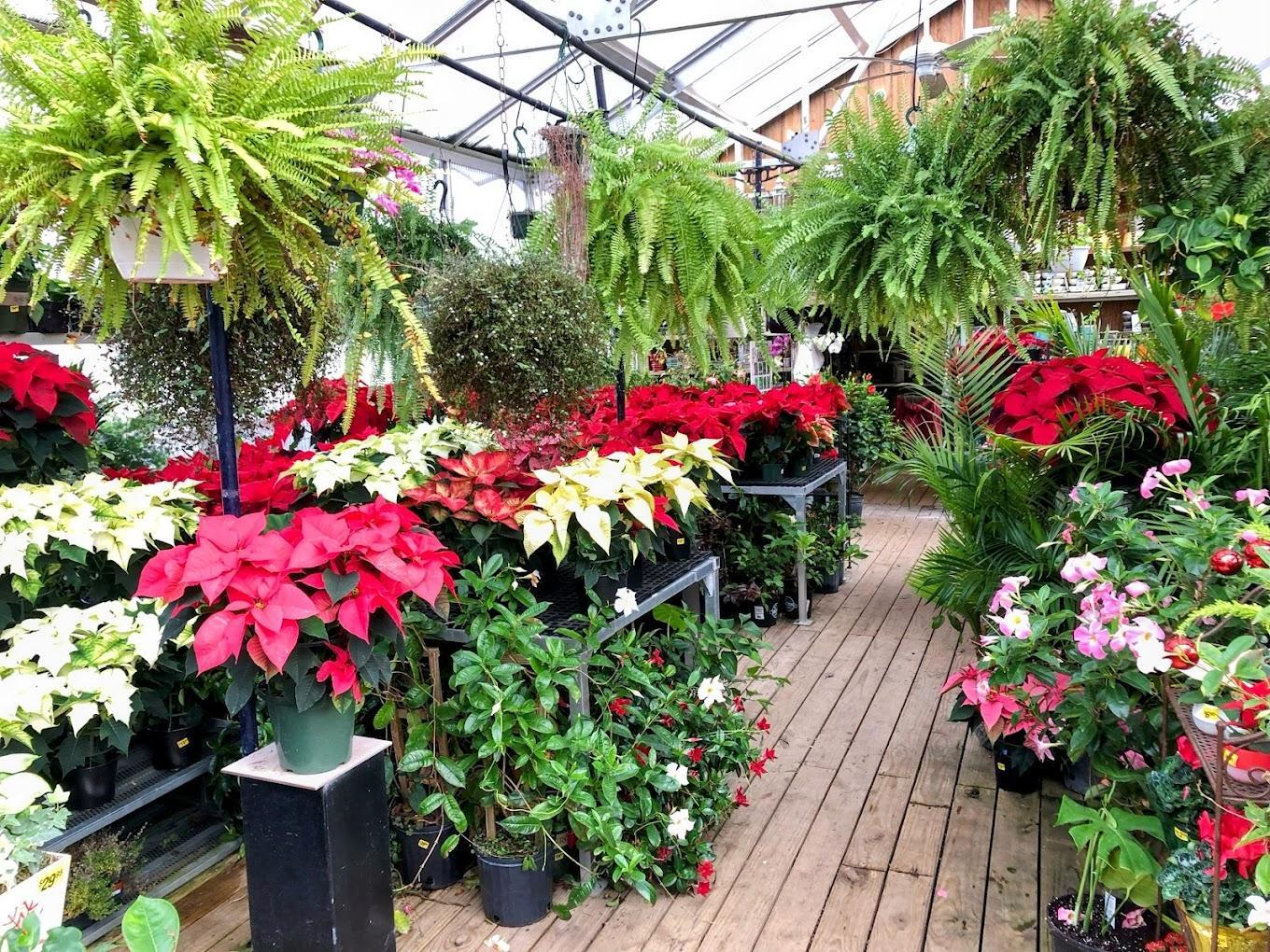 Betty's Azalea Ranch Image