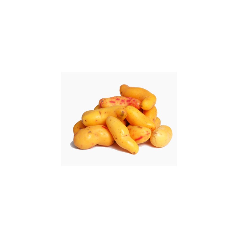 Tubercule Papalisa rouge 500g