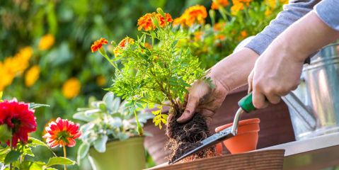 Should You Choose Annuals or Perennials For Your Spring Landscaping?