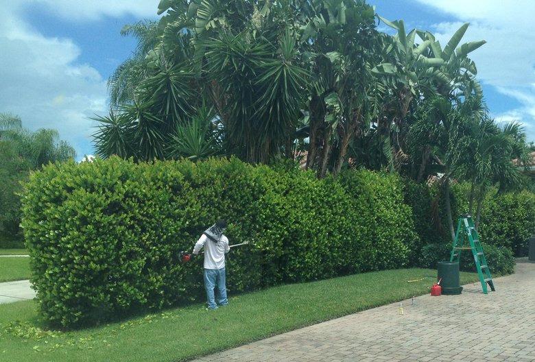 Tree trimming services in Jupiter Florida