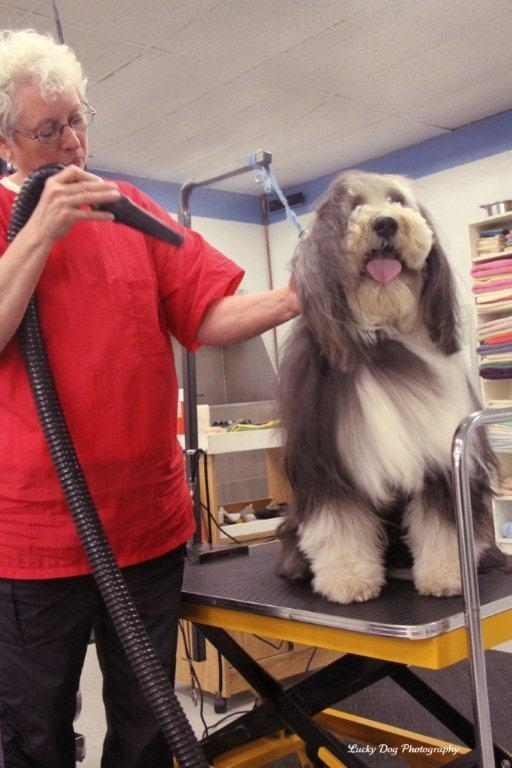 Images Brushcuts Professional Pet Grooming