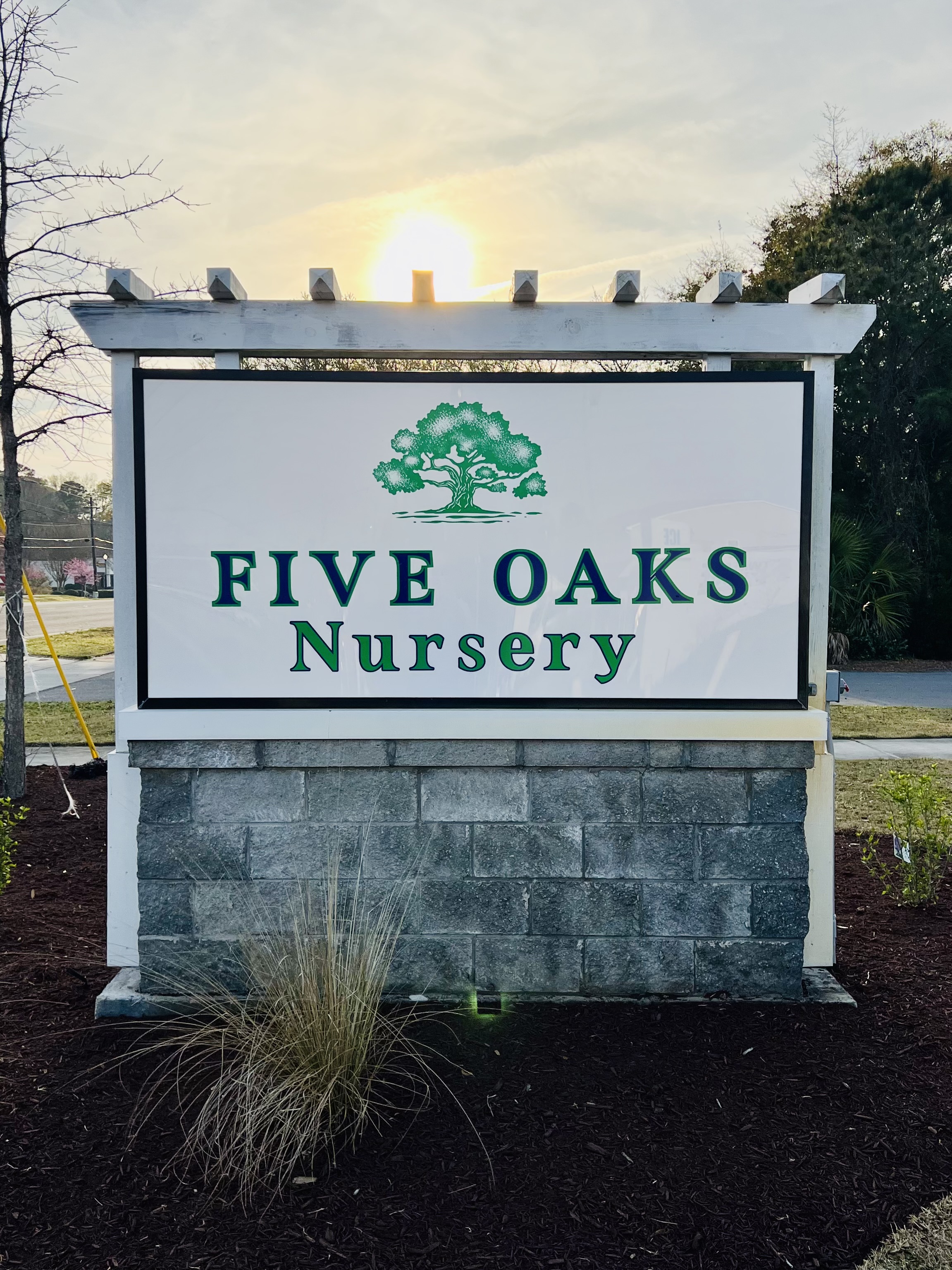 Five Oaks Nursery - Oleander