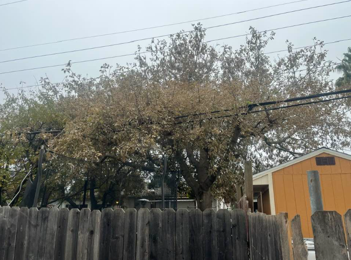 J The Tree Guy Image