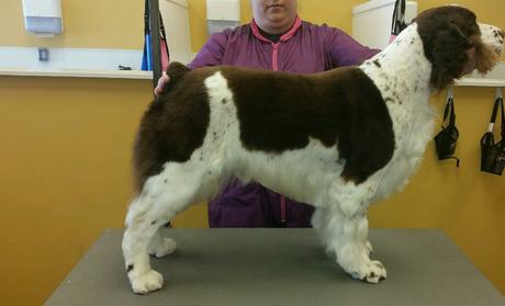 Lather & Leash Dog Grooming Photo