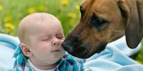 3 Tips to Prepare Your Pet for a Baby