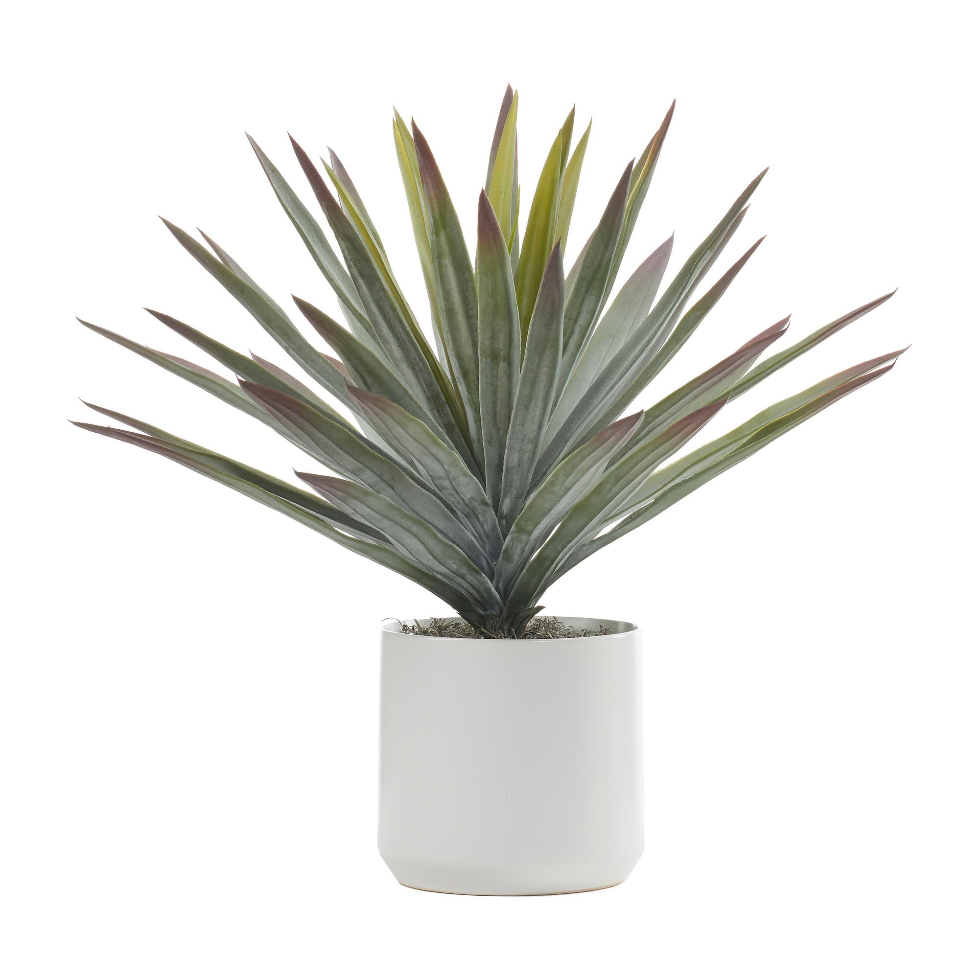 Agave Plant in White Kendall Pot