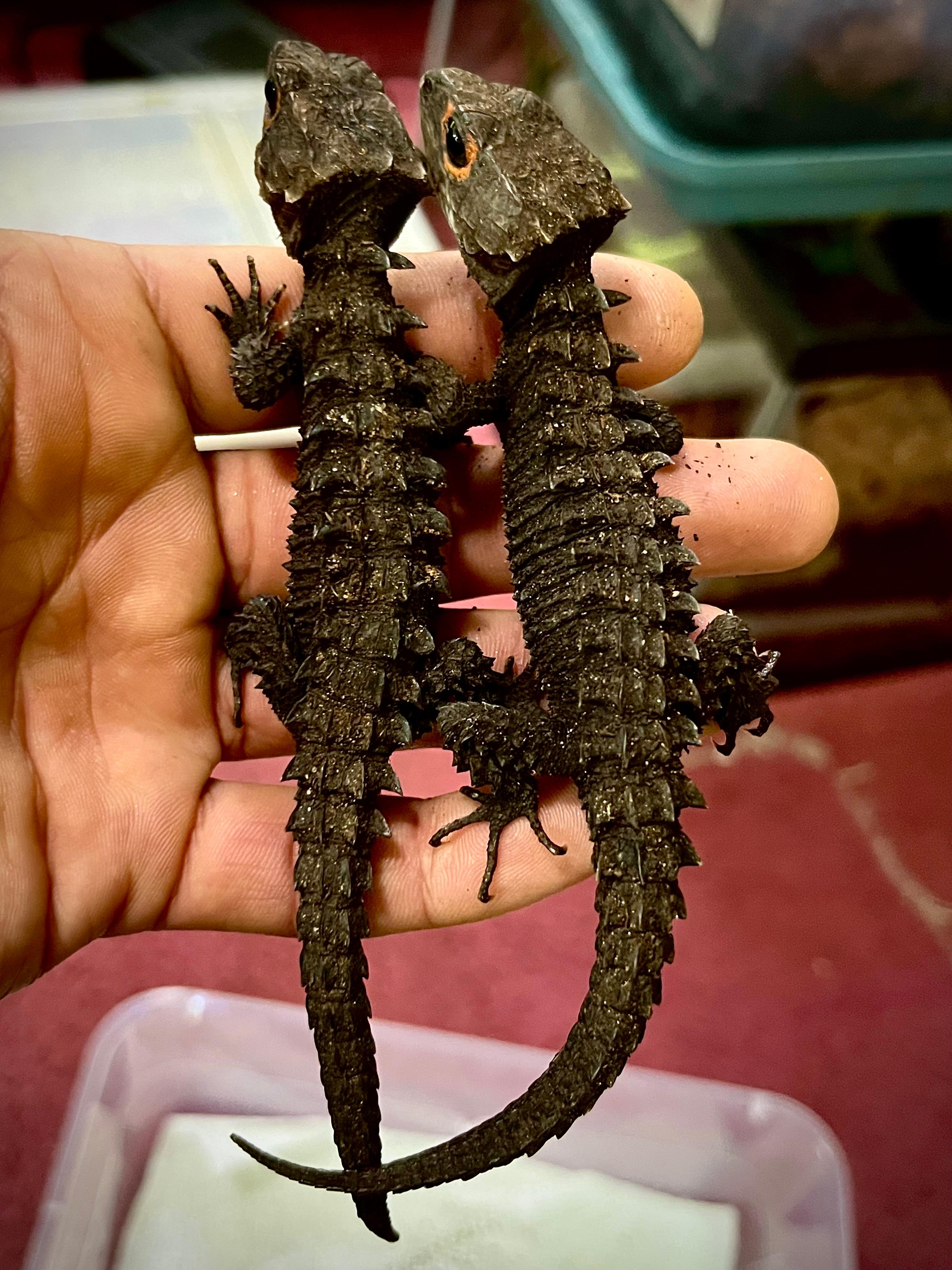 Terrarium Station Image