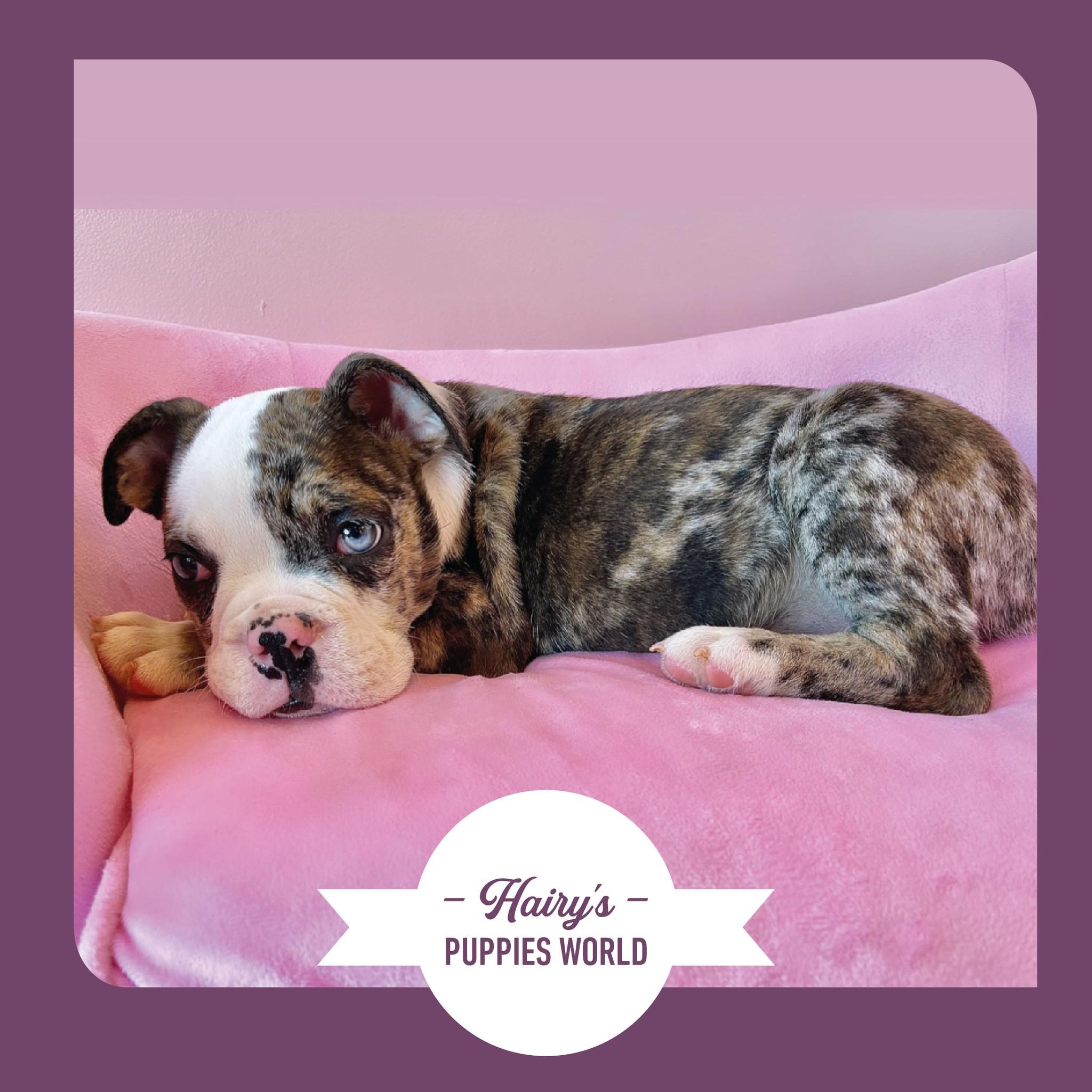 Hairy's Puppies World - Miami Puppy Store