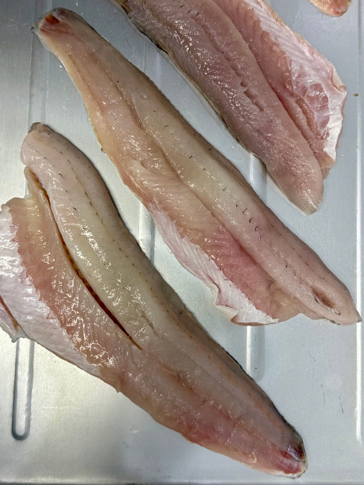 Walleye