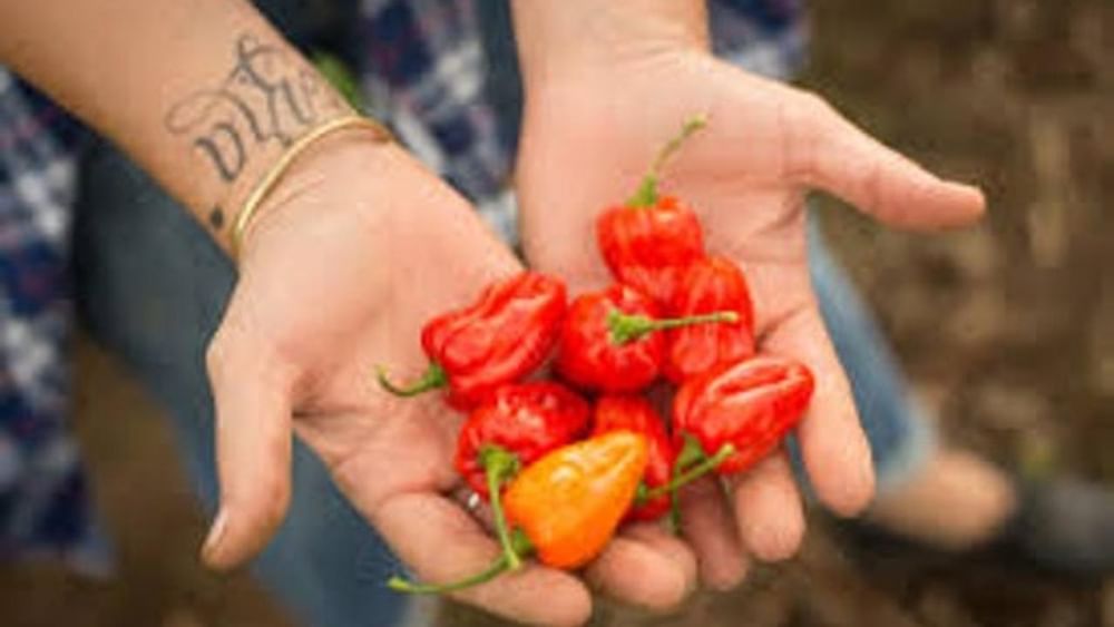 Habanera Salsa (Extra Hot)