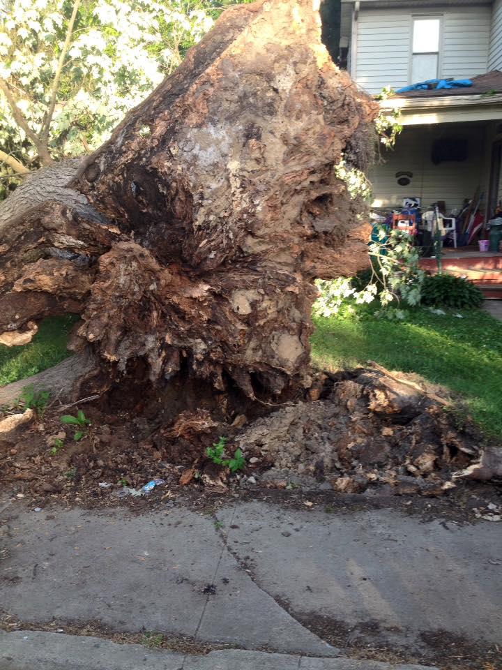 Hackney Tree Service Image
