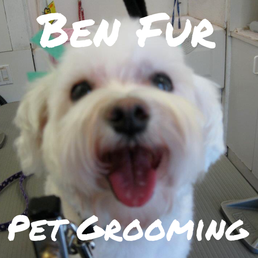 Dog Grooming Hamilton Ohio Dog Grooming Hamilton Ohio