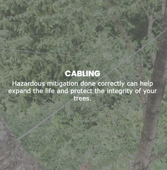 Advanced Tree Management Image