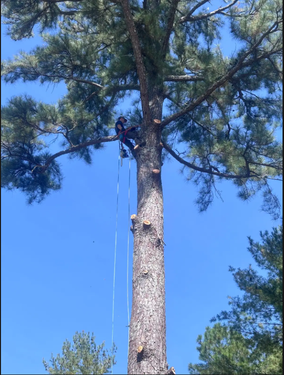 Branch Brothers Image