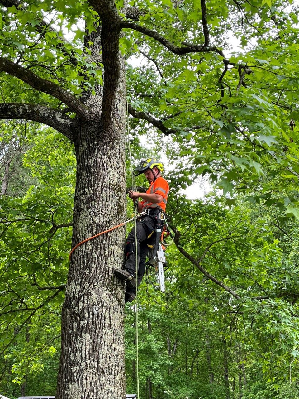 Arborall Tree Service Image