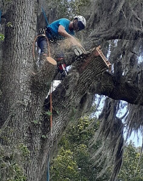 Emergency Tree Removal