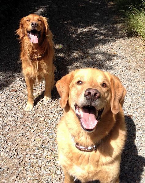 Pet Relocation Image