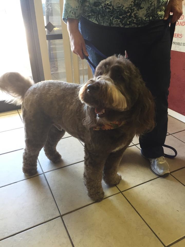 groomers near me pin pet groomers near me on groomers near me pin pet groomers near me on
