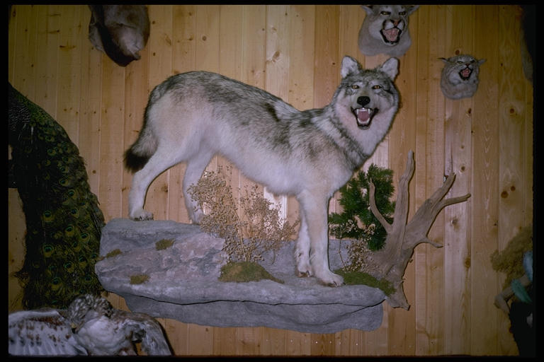 American Wild Life Taxidermy Photo