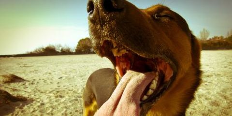 5 Pet Dental Care Tips: Caring for Your Dog's Teeth