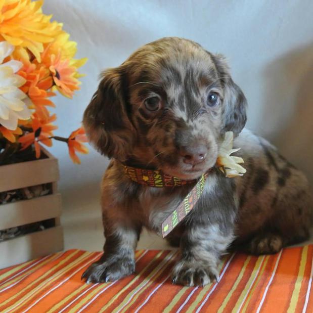 Images Whispering Pines Farm Miniature Dachshunds