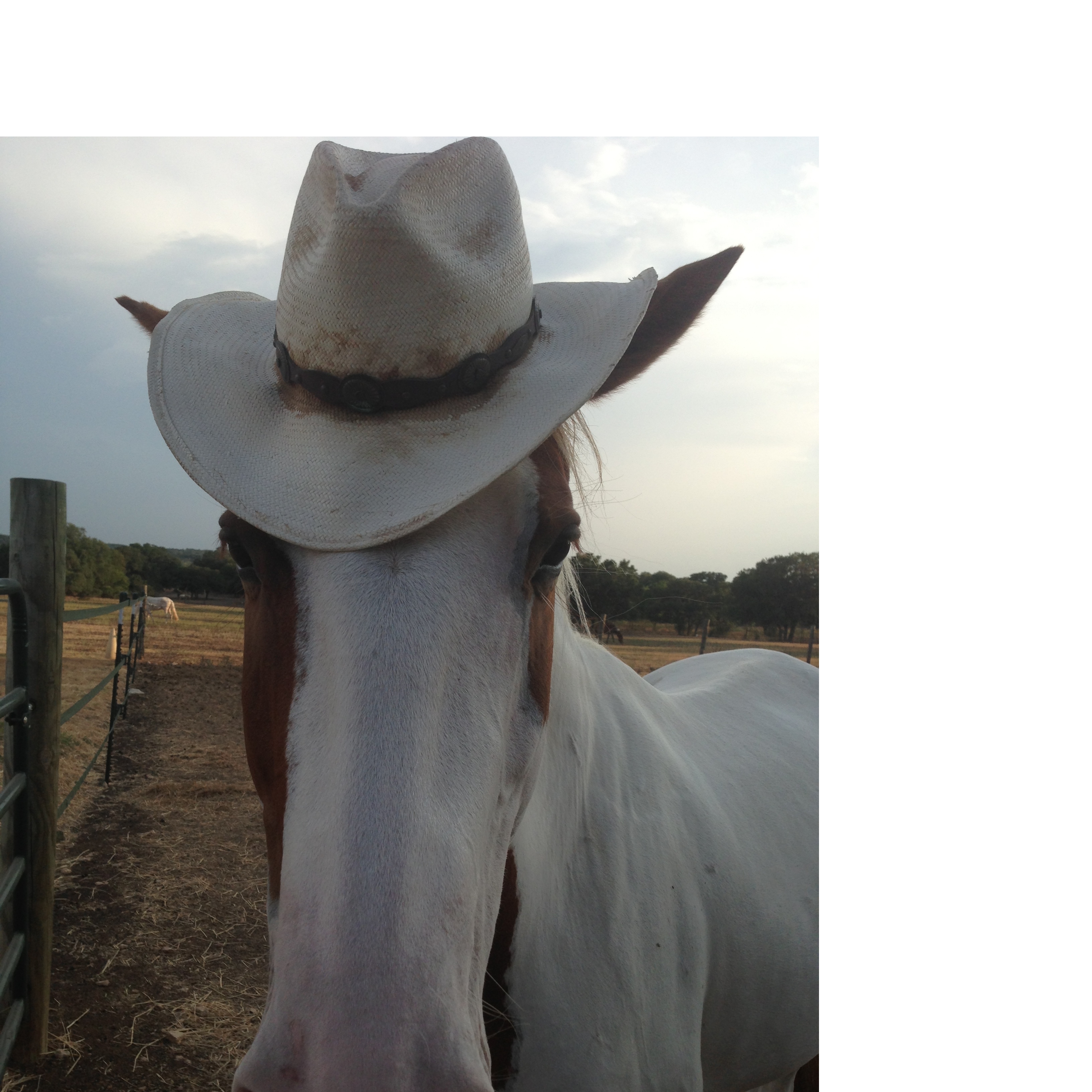 Kimberly's Kaballos Logo