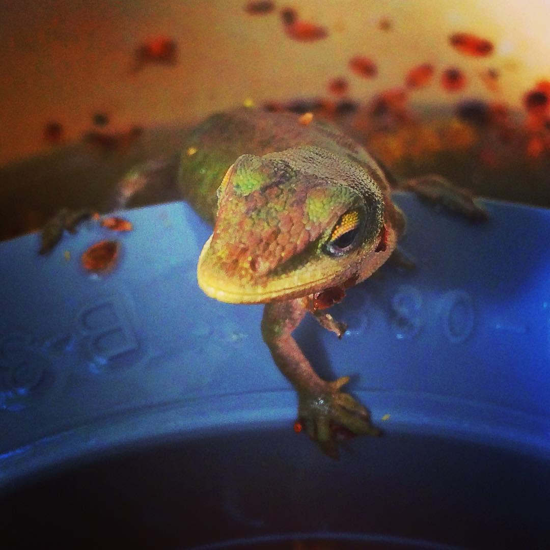 Patriot Pool & Spa Image