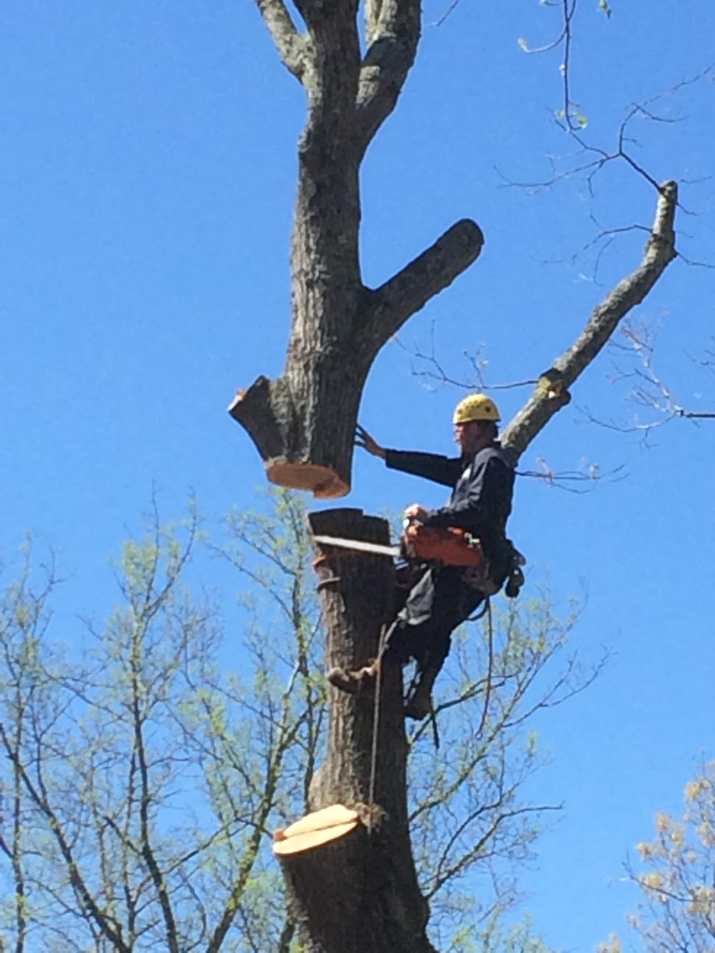 Jacob&apos;s Tree Service Logo