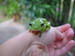 Frog Food