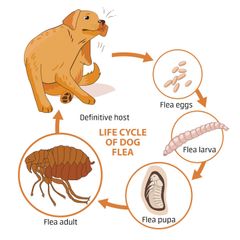 Why Winter Flea Control Is Necessary