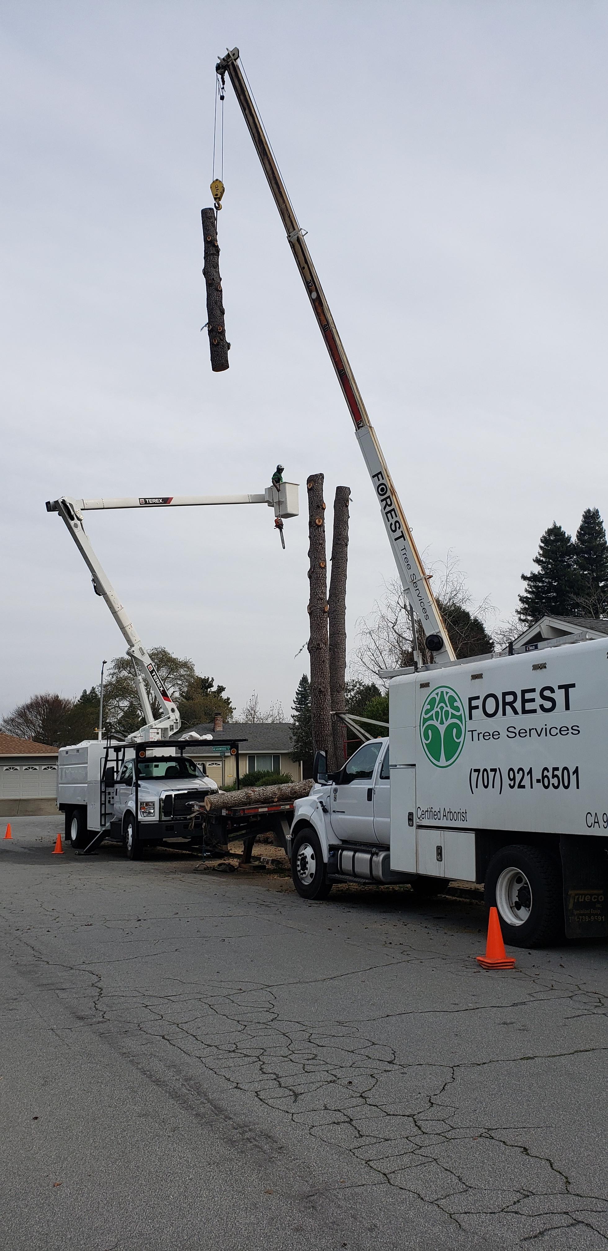 Forest Tree Services Inc. Photo