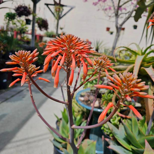Images Deep Roots Garden Center & Florist