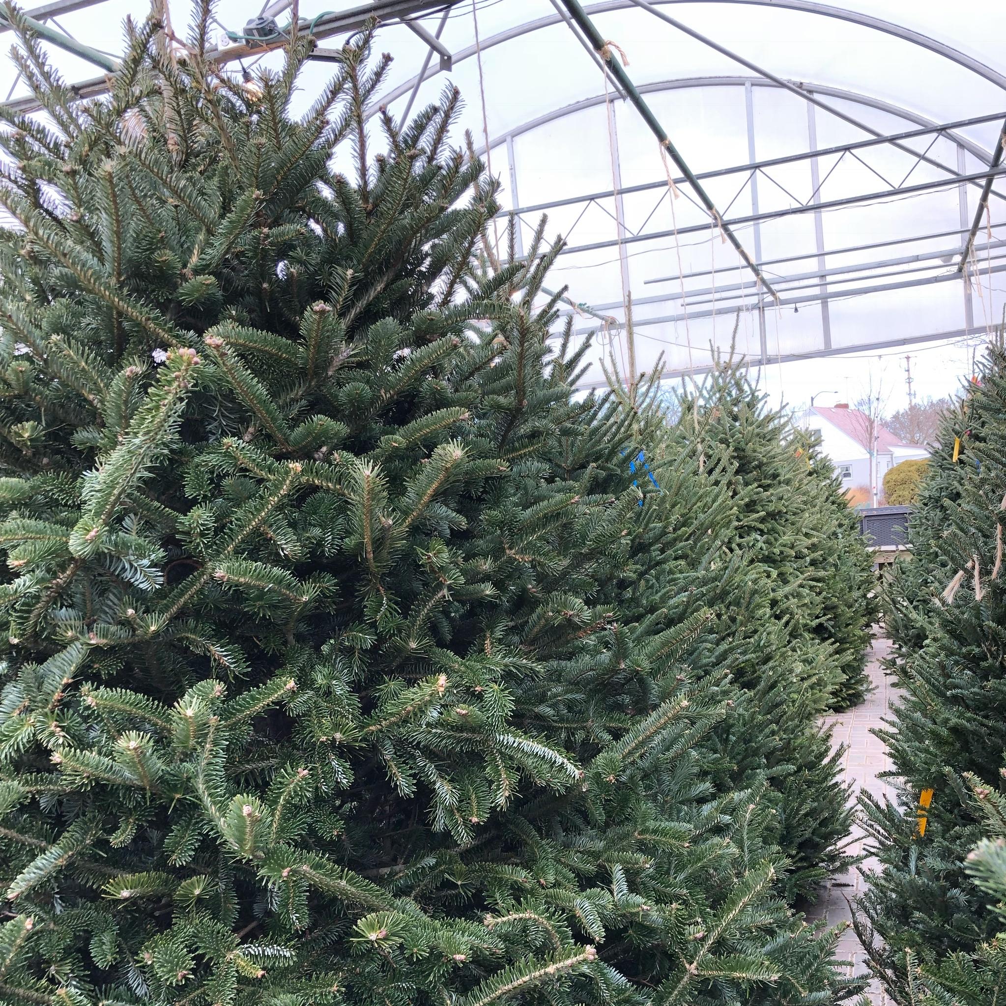 Christmas Tree Installation and Removal