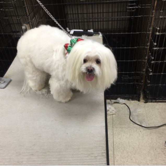 Wagon Train Feed and Pet Image