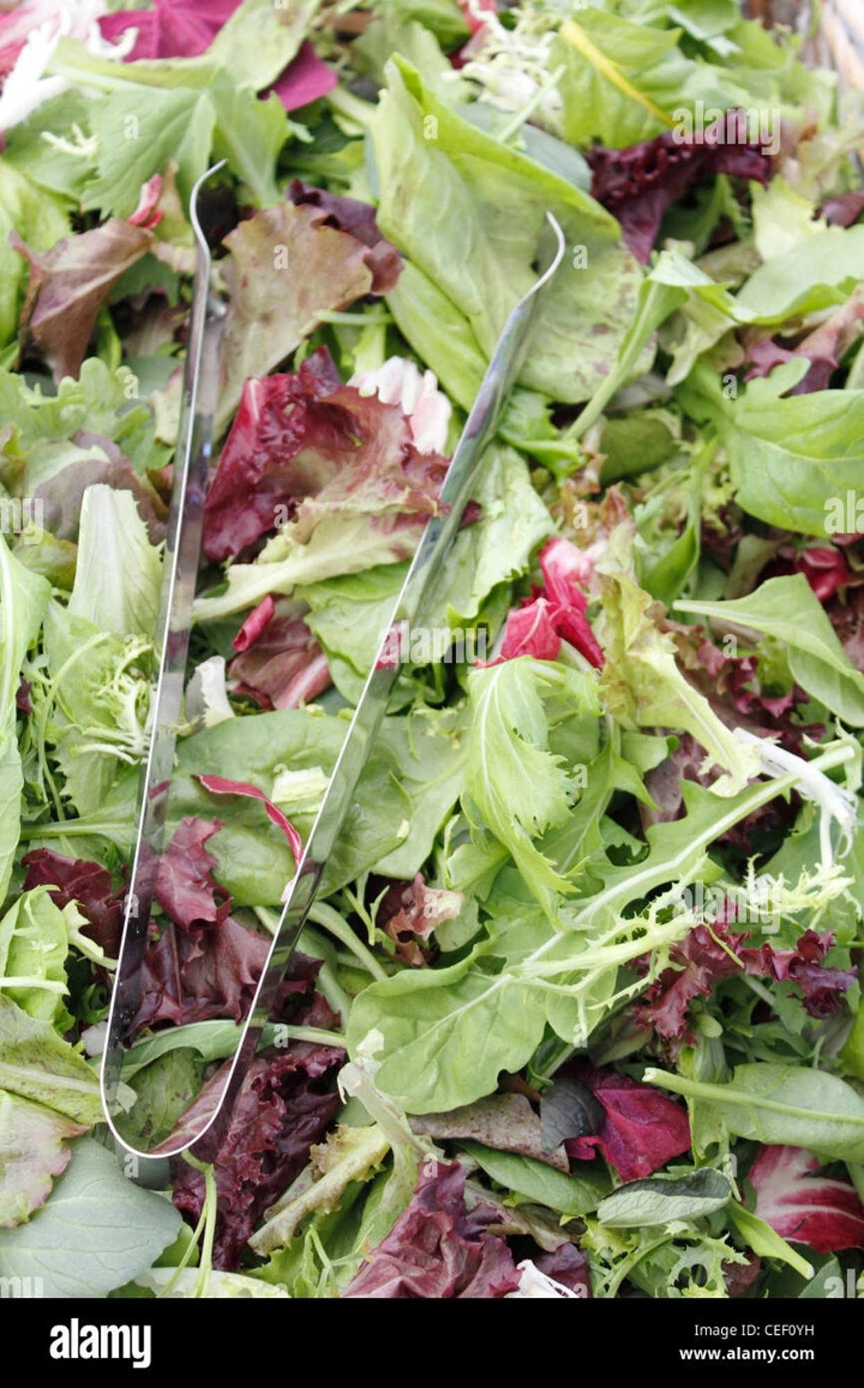 Organic Mixed Greens