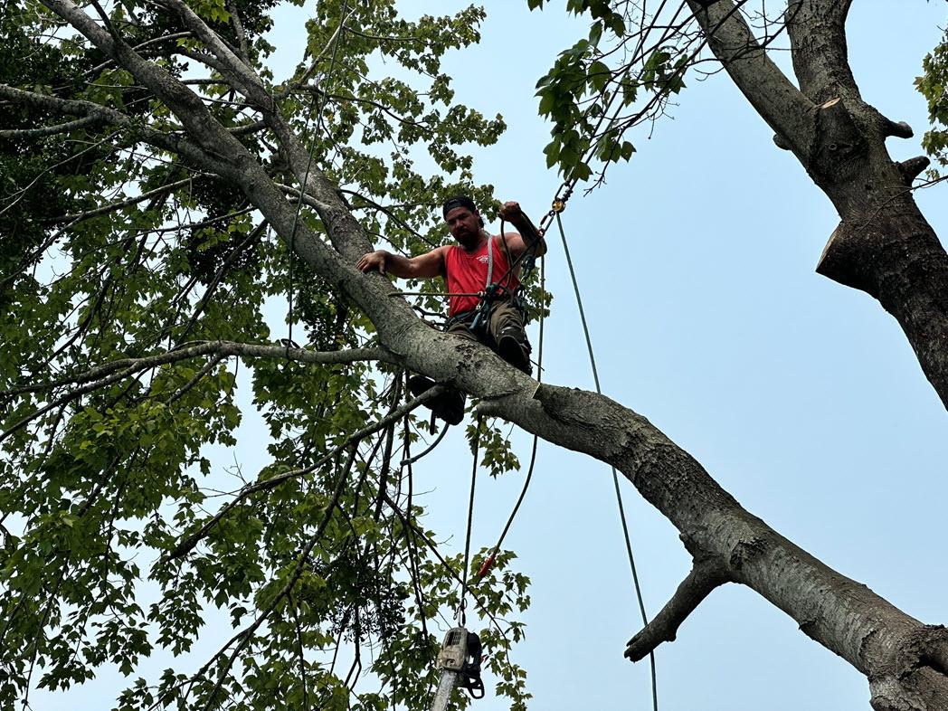 DeForest Tree Service Image