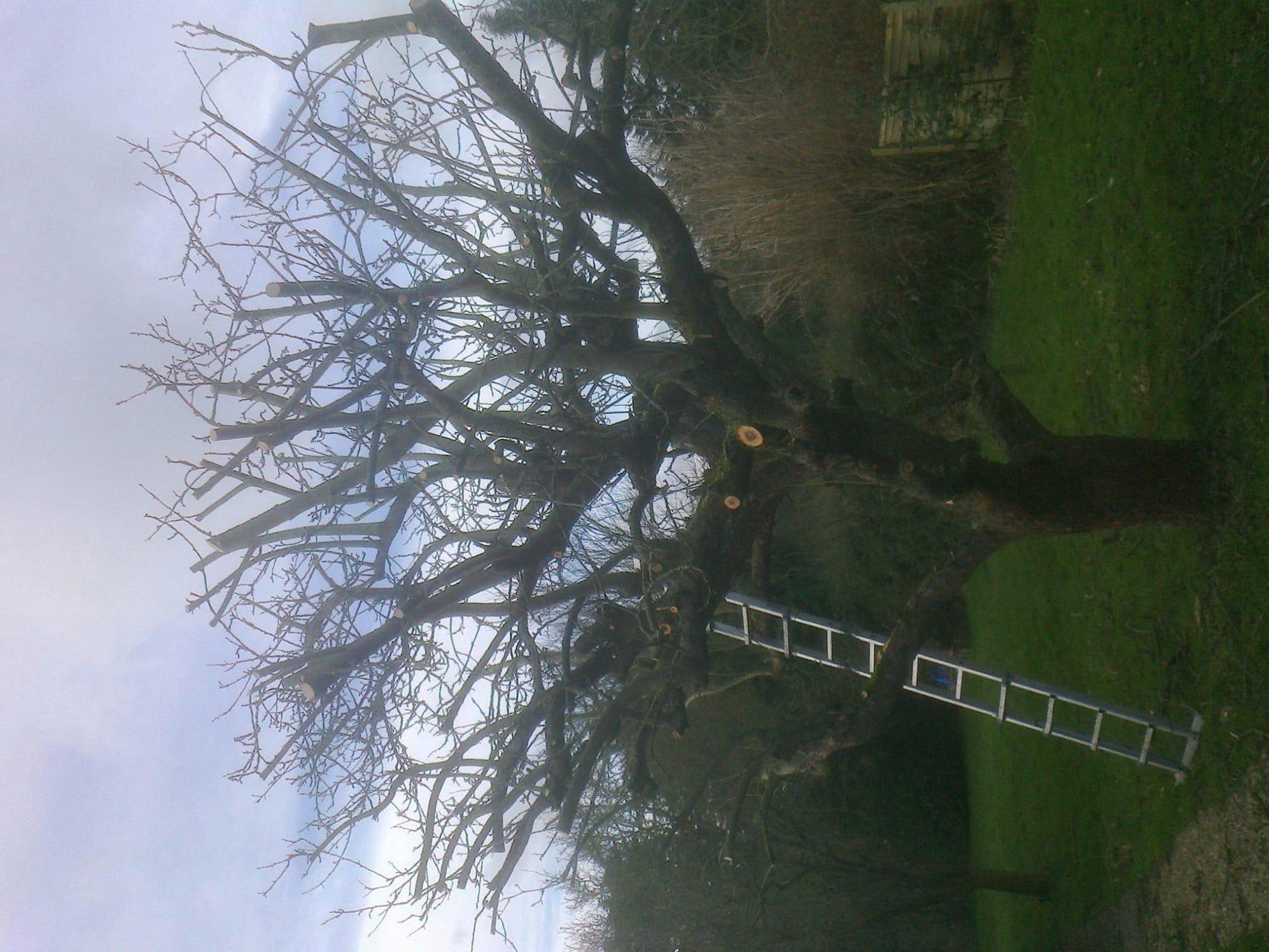 Images Tree & Garden Services