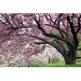 Curb Appeal Landscape Design Logo