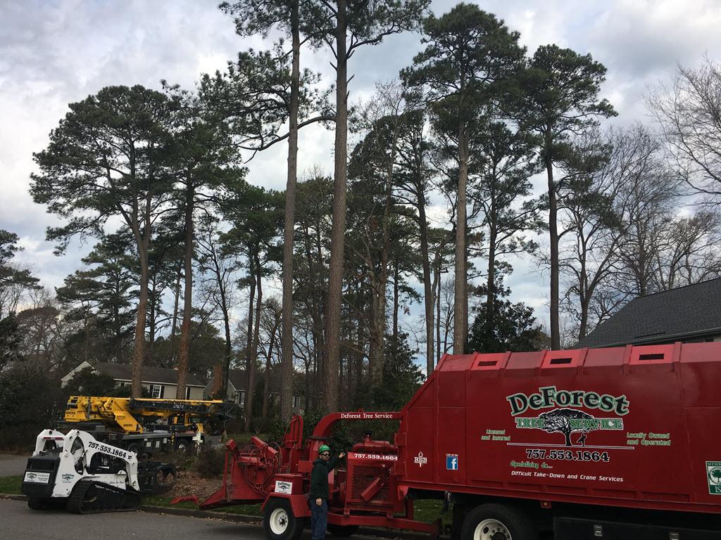 DeForest Tree Service Image