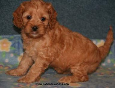 Cute Cockapoos Image