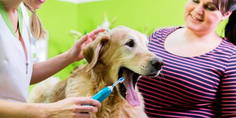 3 Reasons to Make Pet Dental Health a Priority