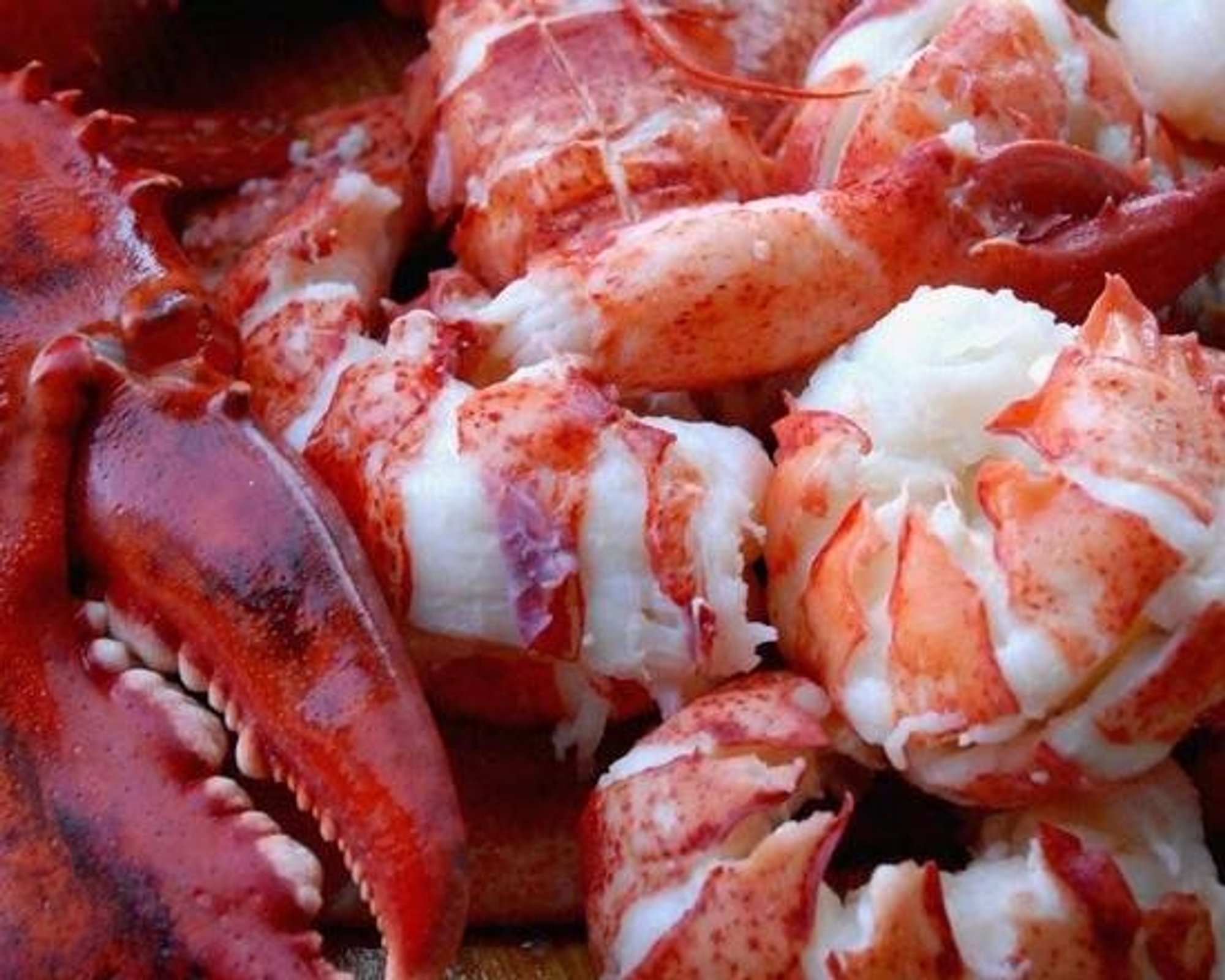Lobster Meat