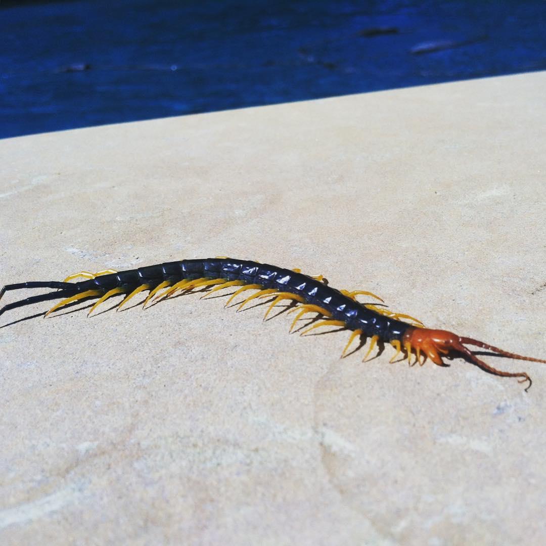 Patriot Pool & Spa Image