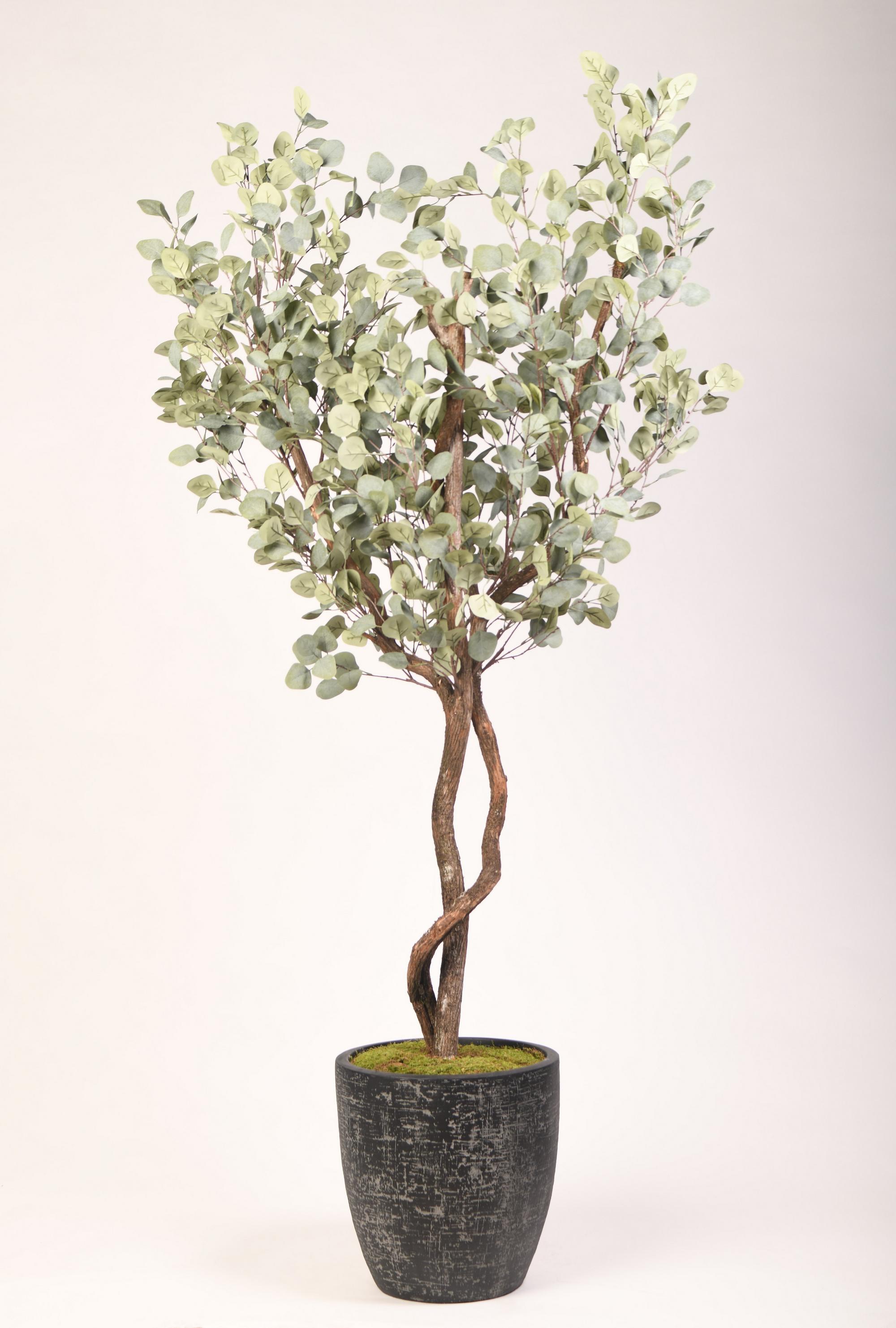7' Eucalyptus in Sawyer Planter