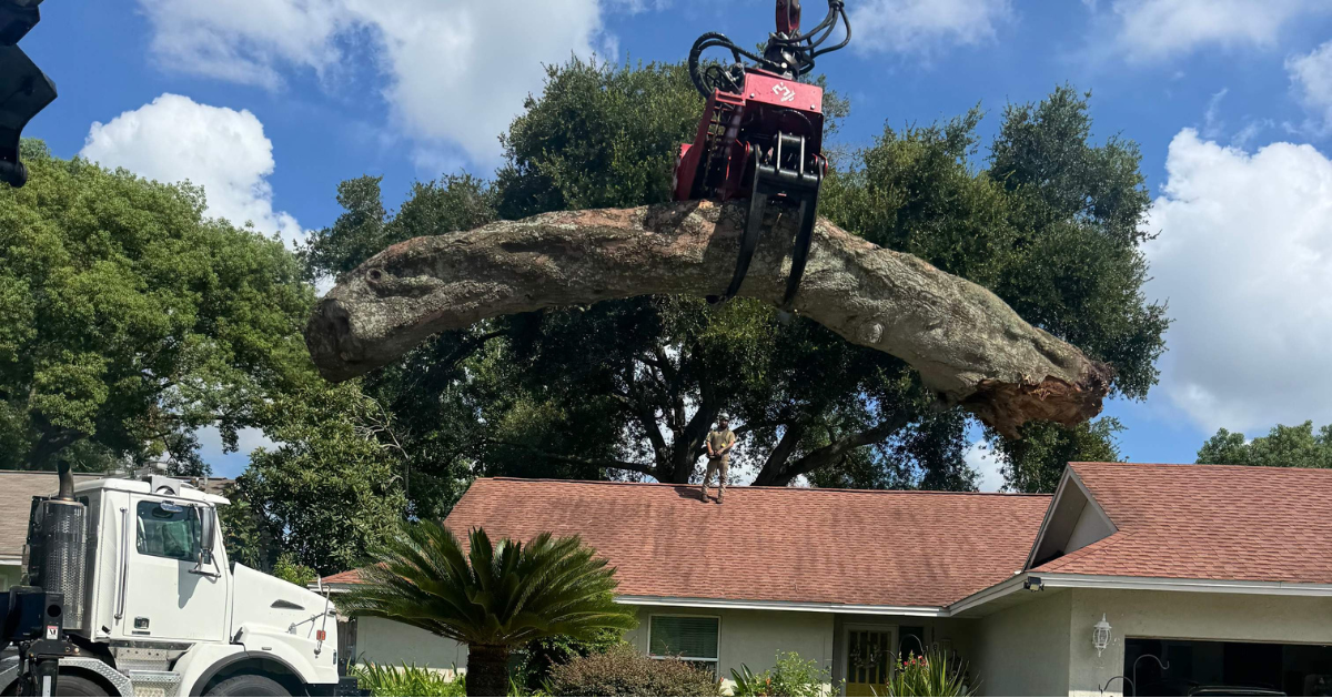 My Florida Tree Guys Image