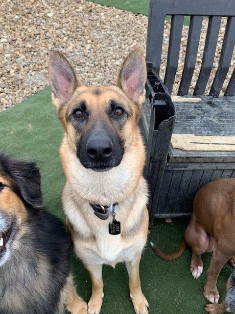 Daisy's Pet Playground Photo