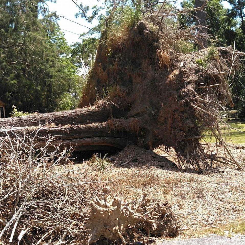 Wallace Tree and Me LLC Logo